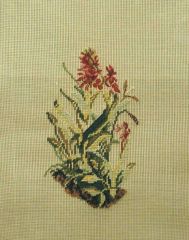 MR 2330 mf Helm-Knabenkraut