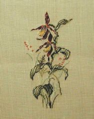 MR 2332 mf Frauenschuh Orchidee