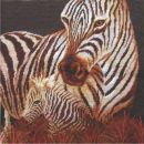 C4155 M Kissenmodell Zebra 16/16 inch 40x40 cm