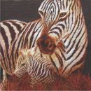 C4155 M Kissenmodell Zebra 16/16 inch 40x40 cm